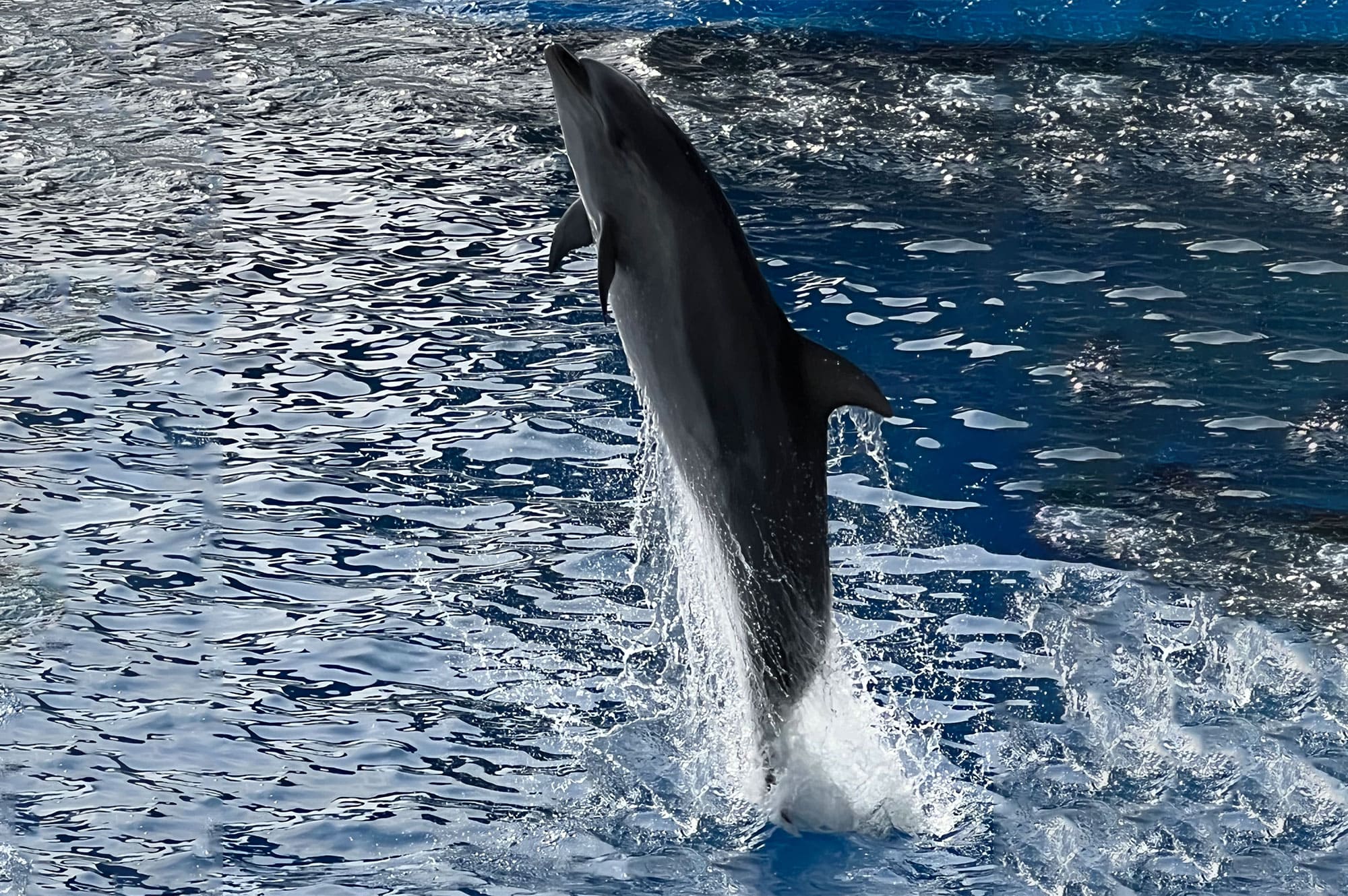 イルカショー