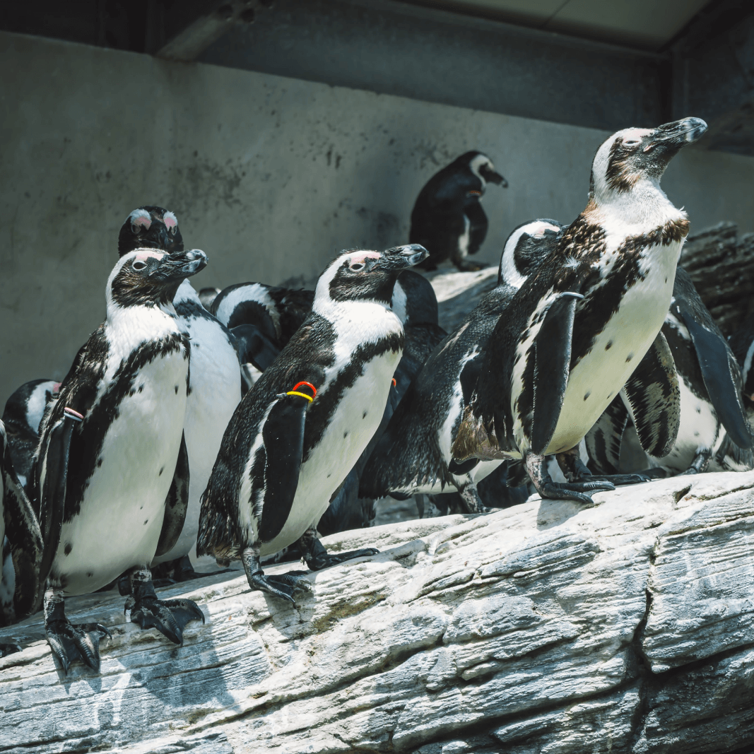 ペンギン行列