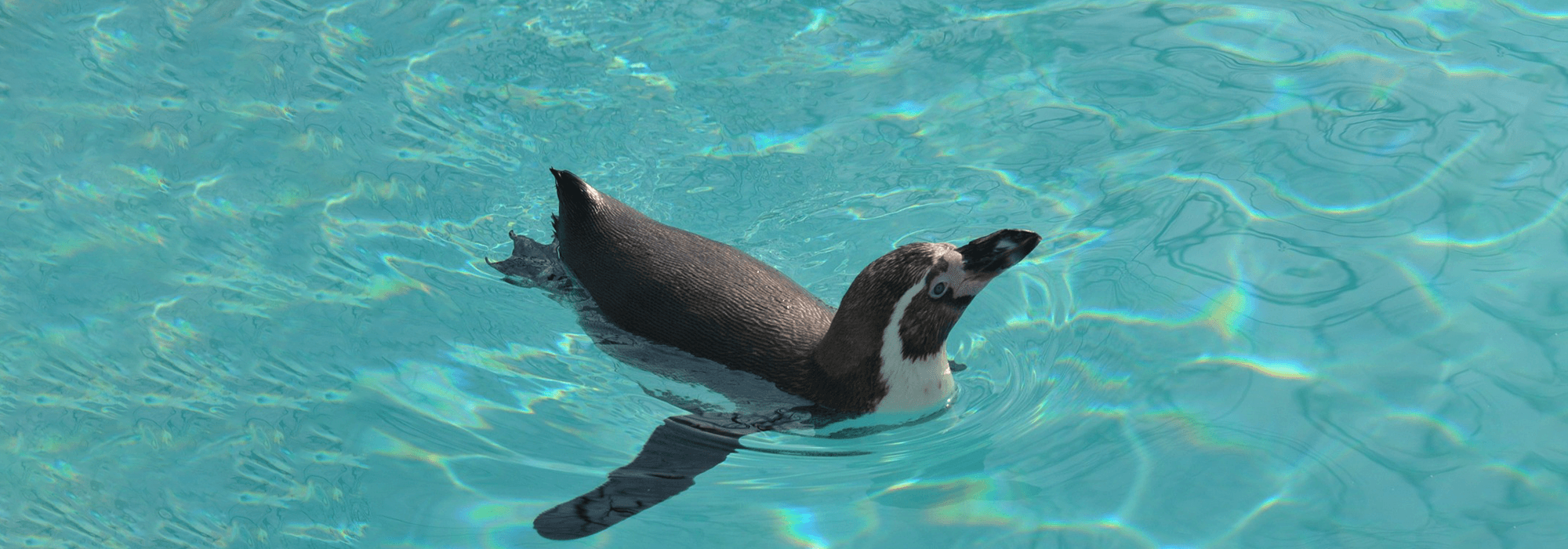 pc-imgペンギン