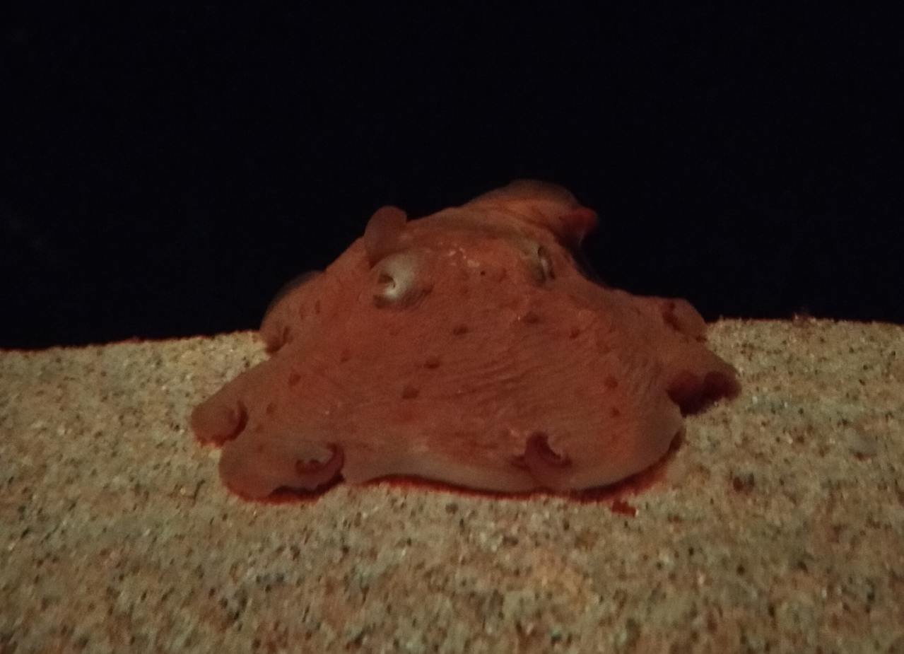メンダコ